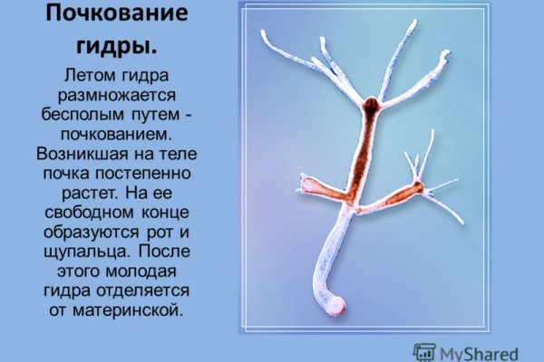 Пользователь не найден кракен что делать